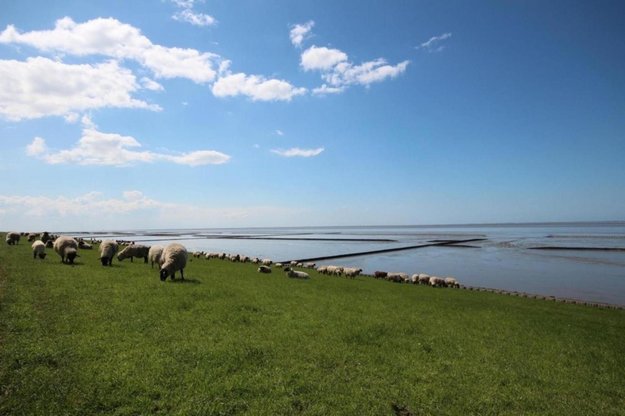 Grosse Nordseewelle Ohne Hund Norden Exteriör bild